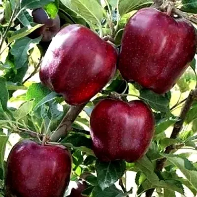 Яблоня РЕД ЧИФ в Челябинске