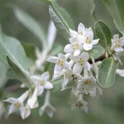 ЛОХ СЕРЕБРИСТЫЙ в Челябинске