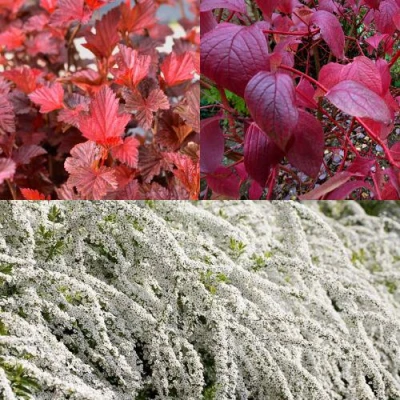 Комплект ЖИВАЯ ИЗГОРОДЬ в Челябинске