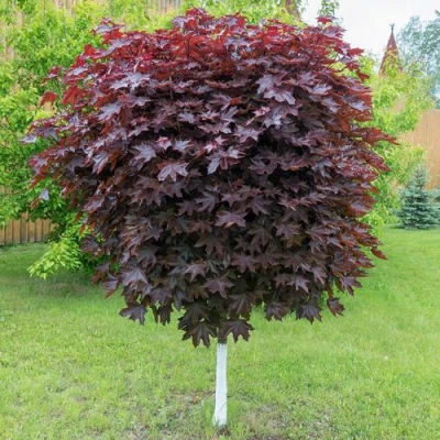 Клен красный в Челябинске