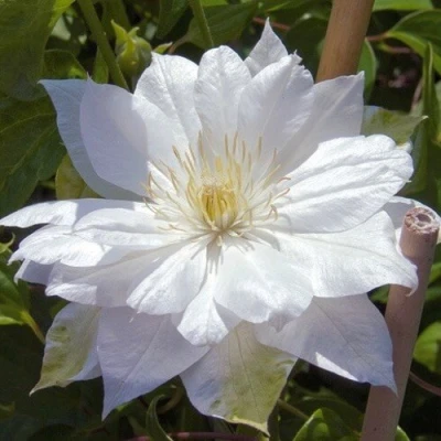 Клематис ДАЧЕСС ОФ ЭДИНБУРГ в Челябинске