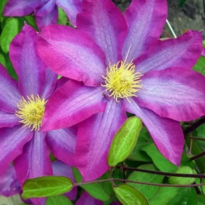 Клематис КАКИО в Челябинске