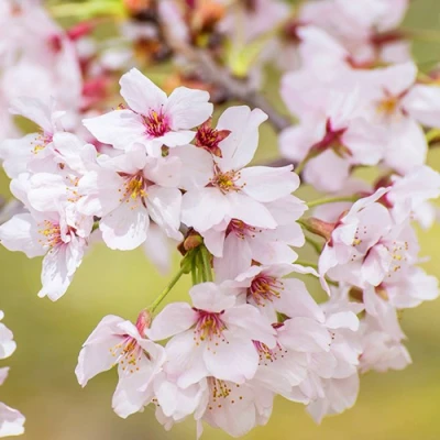 Сакура КОЙО НО МАЙ в Челябинске