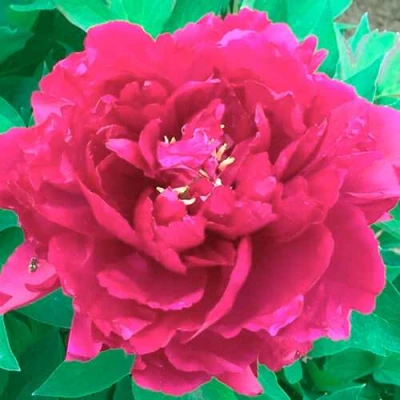 Пион ОСТРОВНОЙ МИНИСТР древовидный в Челябинске