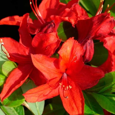 Азалия НАБУКО листопадная в Челябинске