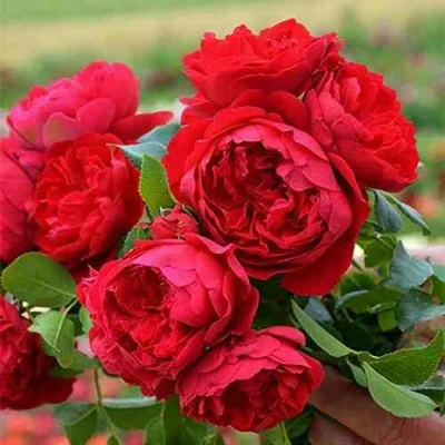 саженцы розы Флорентина