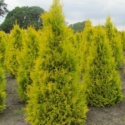 Туя САНКИСТ западная в Челябинске