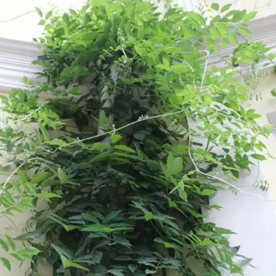 Глициния макростахия БЛЮ МУН в Челябинске