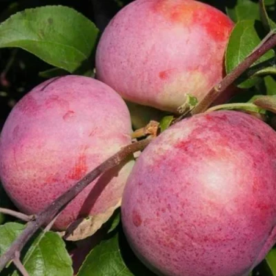 Яблоня БЕЛОРУССКОЕ МАЛИНОВОЕ в Челябинске