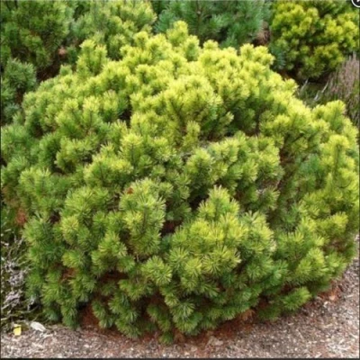 Ель ДАНС ДВАРФ обыкновення в Челябинске