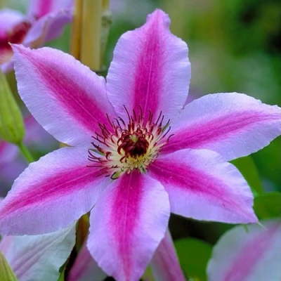 Клематис НЕЛЛИ МОЗЕР в Челябинске