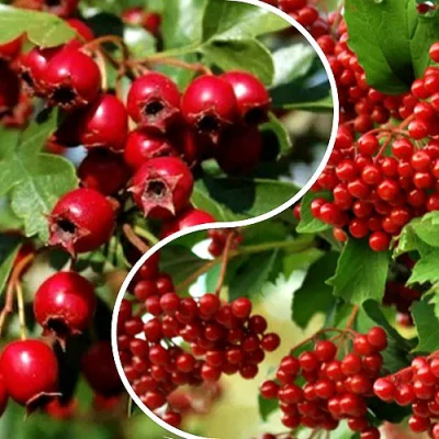 Комплект БУДЬ ЗДОРОВ в Челябинске