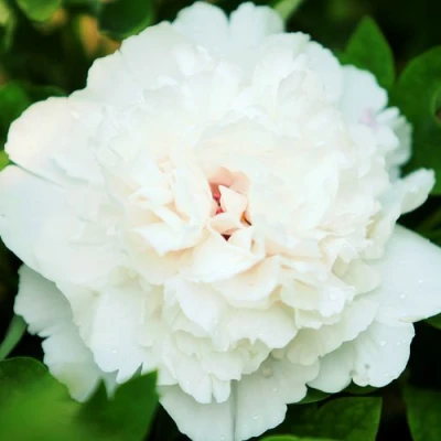 Пион СНЕЖНАЯ КРЕПОСТЬ древовидный в Челябинске