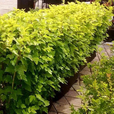 Комплект АНГЕЛ ГОЛД в Челябинске