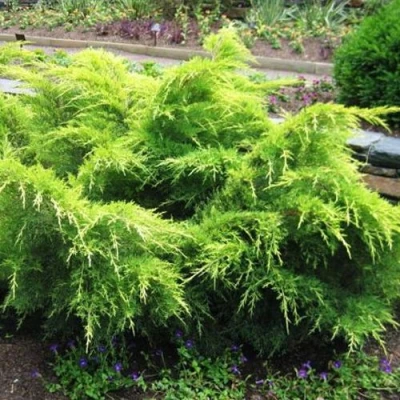 Можжевельник ГОЛД КОСТ средний в Челябинске