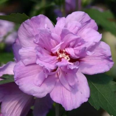 Гибискус АРДЕНС сирийский в Челябинске