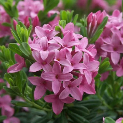 Волчеягодник КОЛЛИНА ГАРАЛЕНС в Челябинске