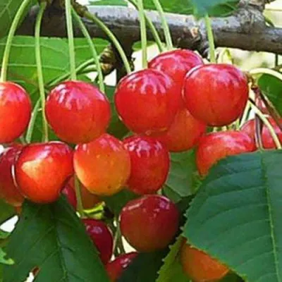 Черешня ДОНЧАНКА в Челябинске