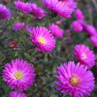 Астра КАРМИНКУППЕЛЬ в Челябинске