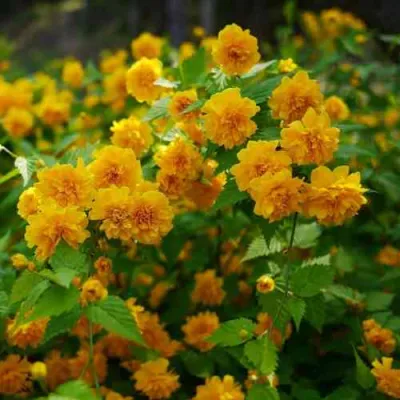 Керрия японская ПЛЕНИФЛОРА в Челябинске