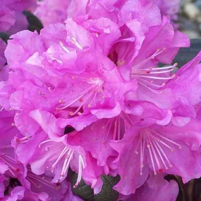 Рододендрон П.Ж.М. ЭЛИТ в Челябинске