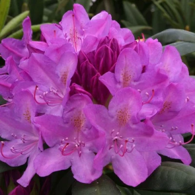 Рододендрон РОЗЕУМ ЭЛЕГАНС в Челябинске