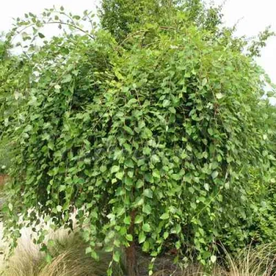 Береза САММЕР КАСКАД черная в Челябинске