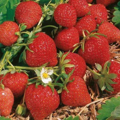 Клубника ФЛОРЕНС в Челябинске