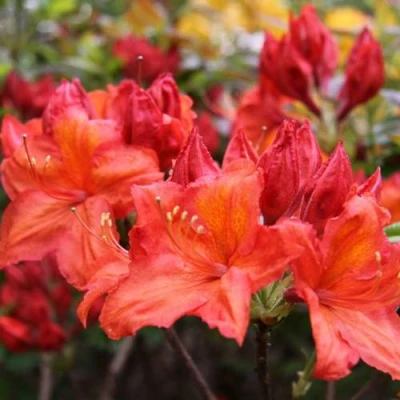 Азалия ЛИЛИНШТЕЙН японская в Челябинске