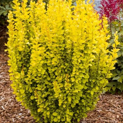 Барбарис ГОЛДЕН ТОРЧ тунберга в Челябинске