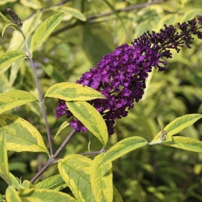 Буддлея давида САНТАНА  в Челябинске