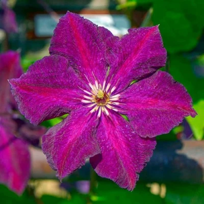 Клематис ГРЮНВАЛЬД в Челябинске