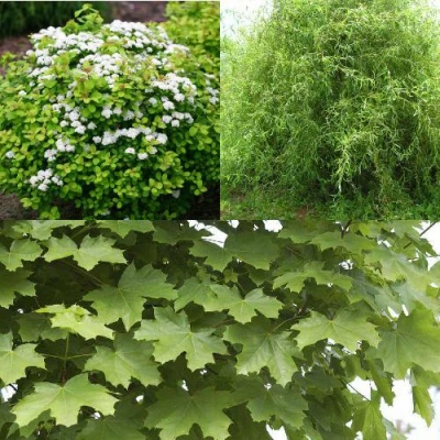 Комплект ЗЕЛЕНЫЙ ОАЗИС в Челябинске