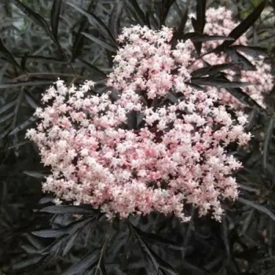 Бузина черная БЛЭК ЛЕЙС ЕВА в Челябинске