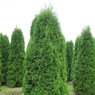 Туя КОЛУМНА западная в Челябинске