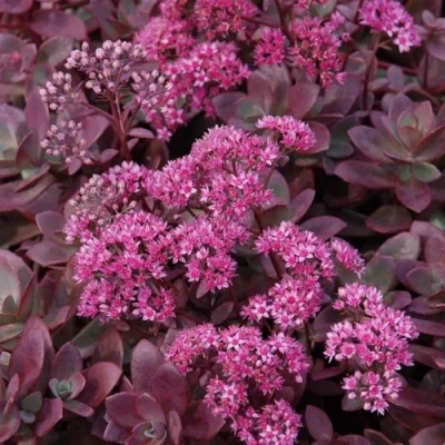 Очиток (седум) САНСПАРКЛЕР ФАЙЕРКРЕКЕР в Челябинске