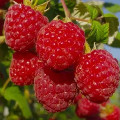 Малина ЭЛЕГАНТНАЯ в Челябинске