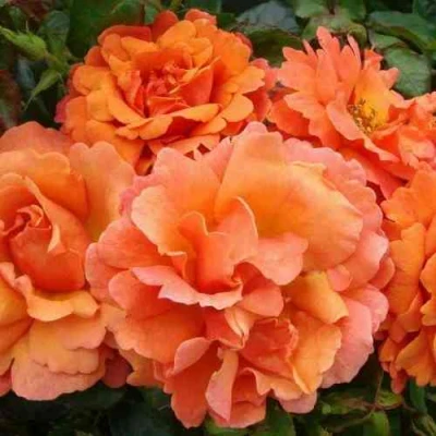 саженцы розы Бридж Оф Сайз