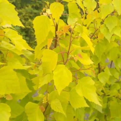 Берёза ГОЛДЕН ОБЕЛИСК повислая  в Челябинске