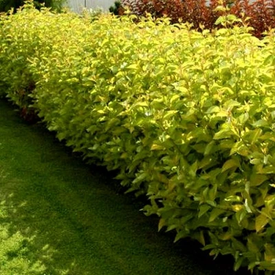 Комплект ДАРТС ГОЛД в Челябинске