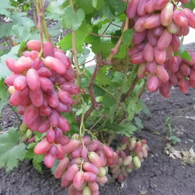 Виноград ЮЛИАН в Челябинске