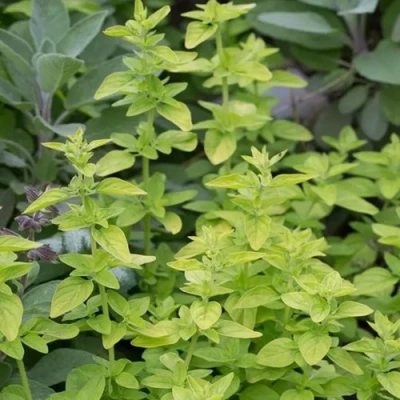 Душица ТАМБЛС ВАРИЕТИ обыкновенная в Челябинске