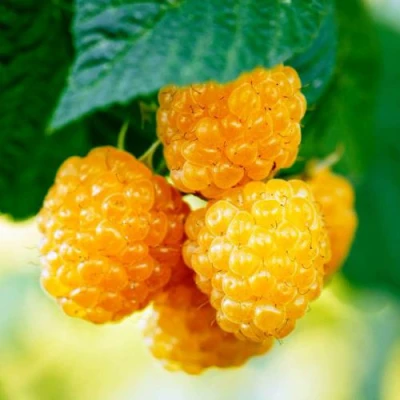 Малина МЕДОВАЯ в Челябинске