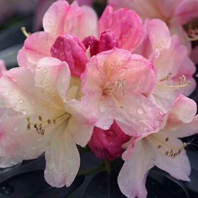 Рододендрон ПЕРСИ ВАЙСМАН в Челябинске