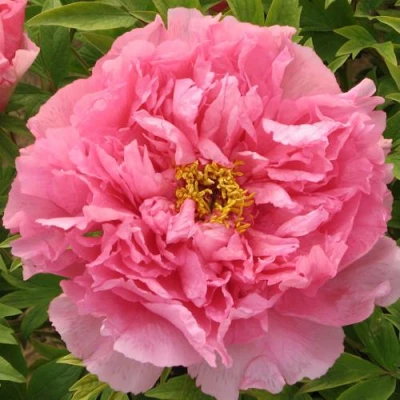 Пион СЕРЕБРИСТЫЙ РУЧЕЙ древовидный в Челябинске