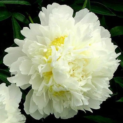 Пион ЗОЛОТОЙ ОРЕОЛ травянистый в Челябинске