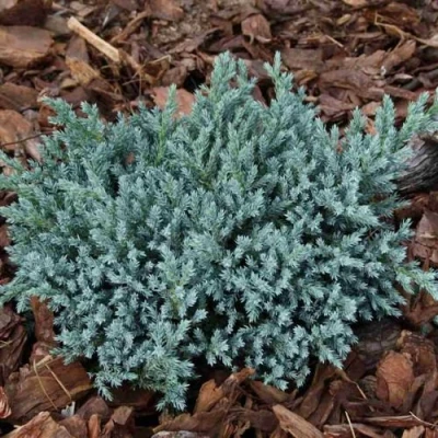 Можжевельник БЛЮ СПАЙДЕР чешуйчатый в Челябинске