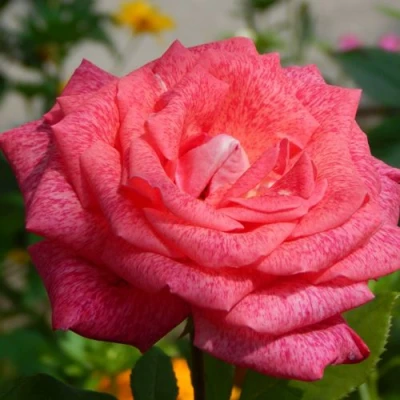 саженцы роз пьер карден