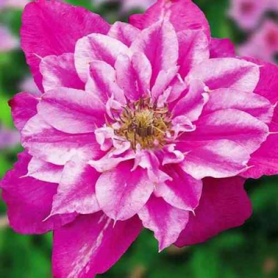 Клематис МАЙ ДАРЛИНГ  в Челябинске