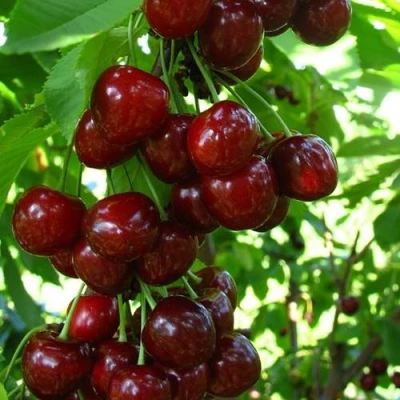 Вишня ВОСТОРГ колонновидная в Челябинске